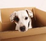 Déménager avec son chat ou son chien